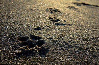 Traced dog paws in beach sand