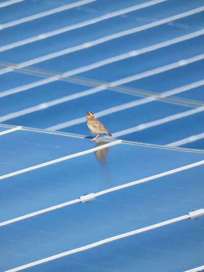 Un oiseau dans un champ de panneaux solaires